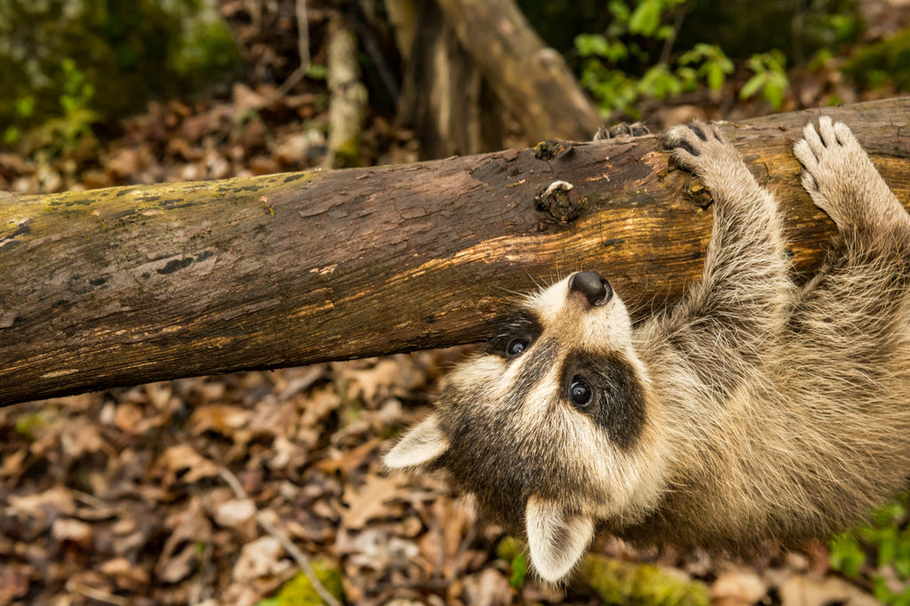 Deb Welter of Diamond Rock Wildlife Rehabilition Clinic trusts the Evictor®