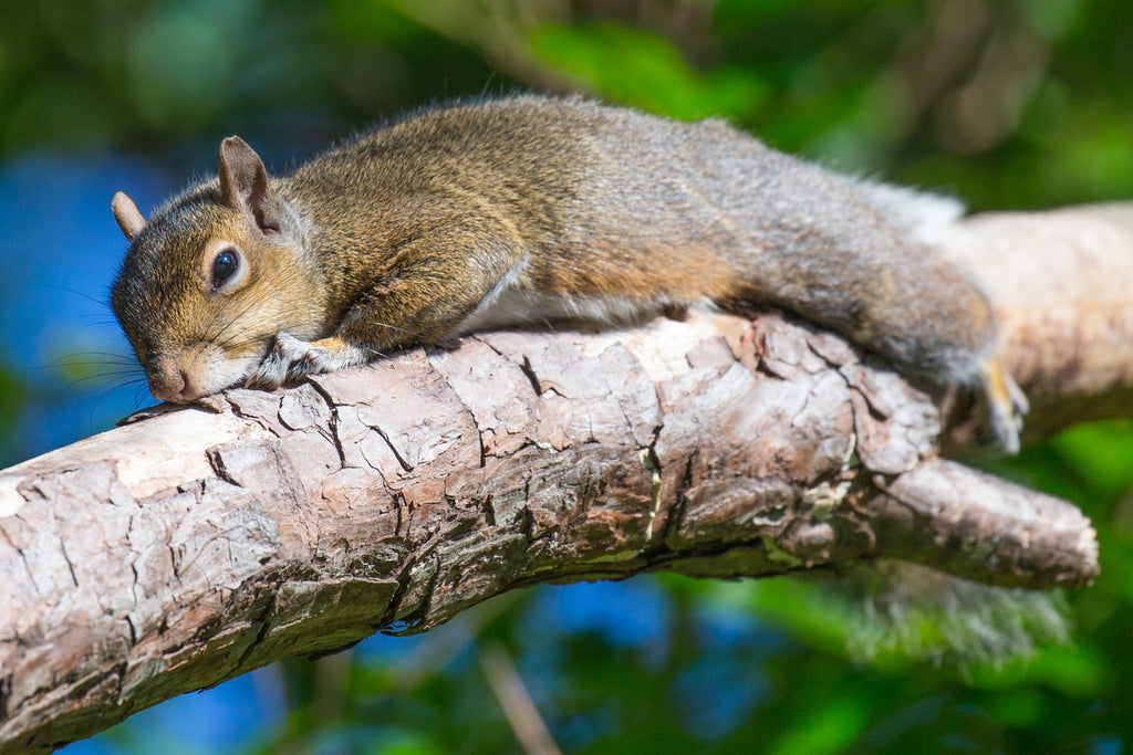 Get Rid of Squirrels in the Attic, Wall & Garden: 17 Useful Tips and Tricks  Here - Reolink Blog