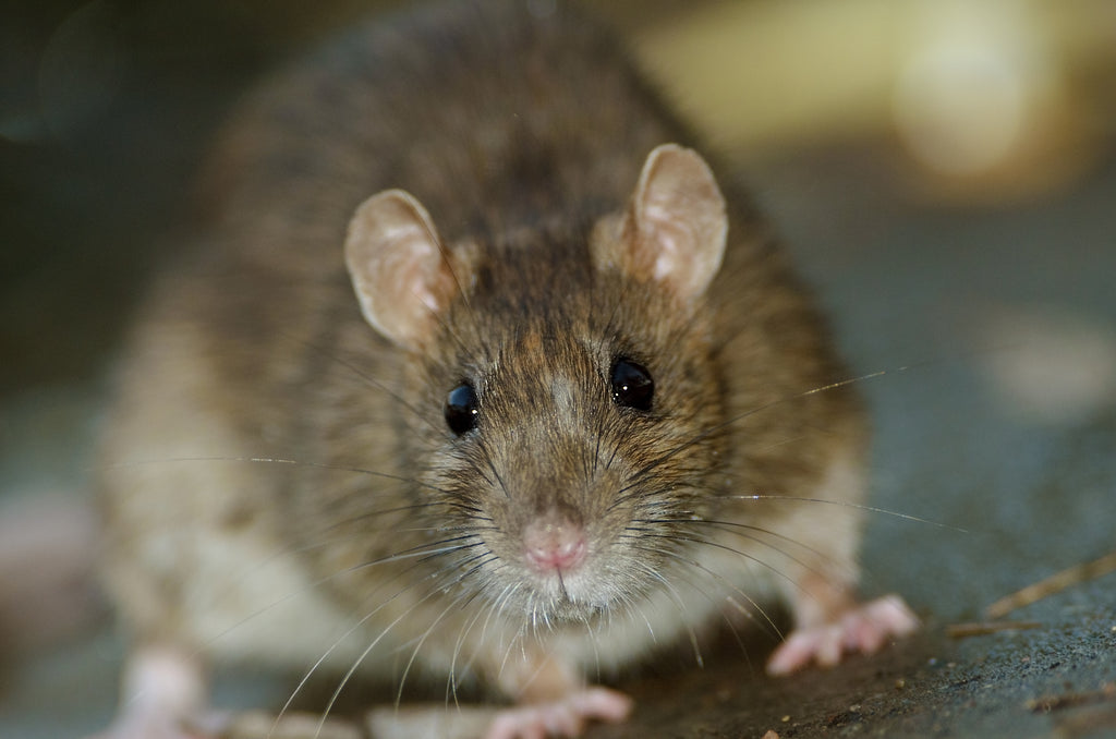 Get Rid of Rats in Attics, Crawlspaces, Basements, Garages, Cars & More