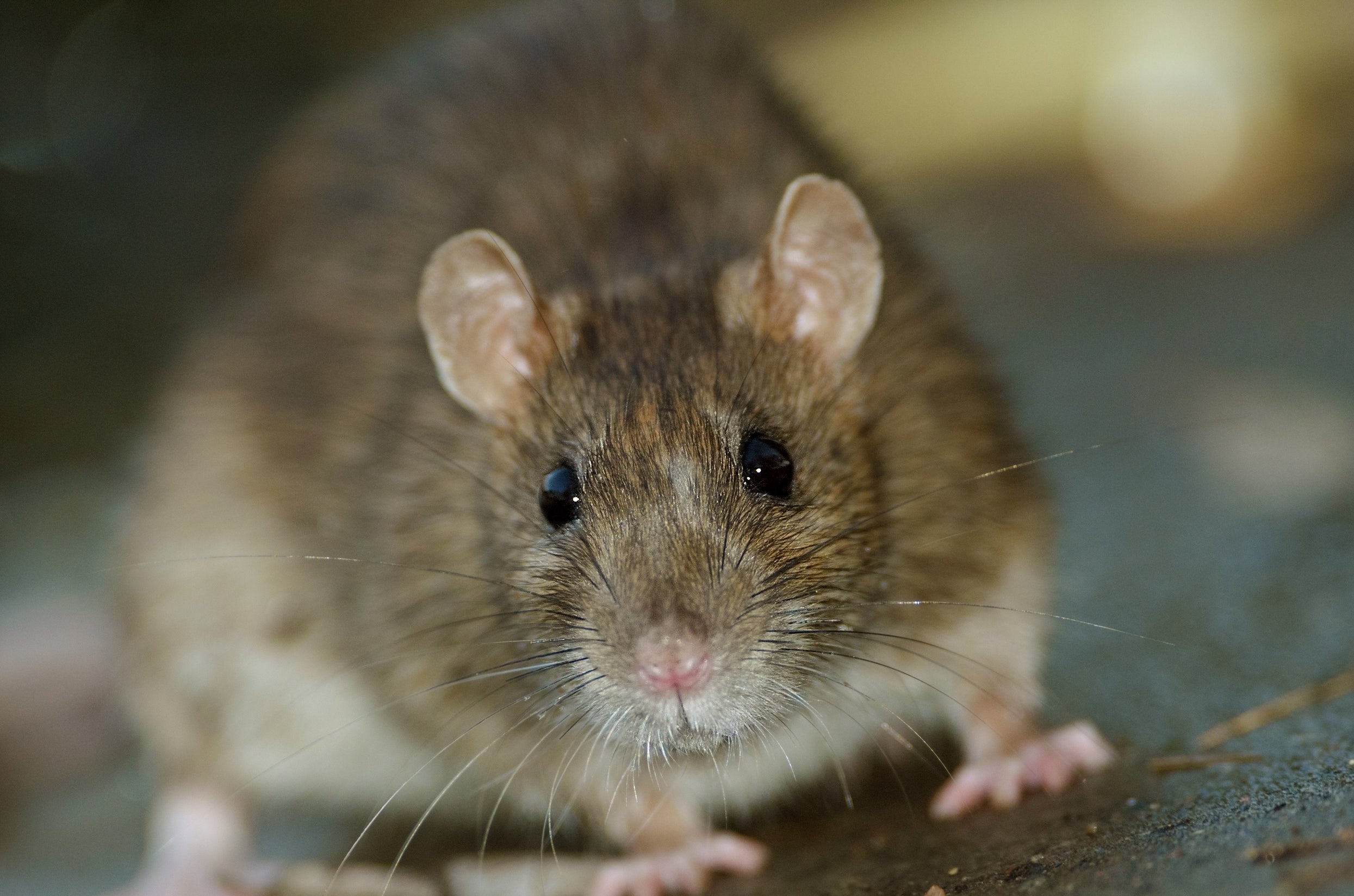 Learn How to Evict Roof Rats in Attics and Crawlspaces - Evictor