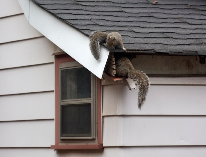 squirrel entry point in home via hole in roof